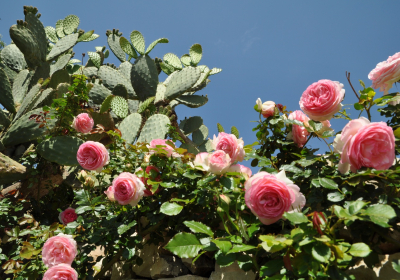 Bed And Breakfast Dimora storica Tenuta Cammarana